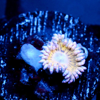 JC Pink Seam Zoanthid