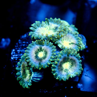 JC Hawaiian Ding Dang Zoanthid