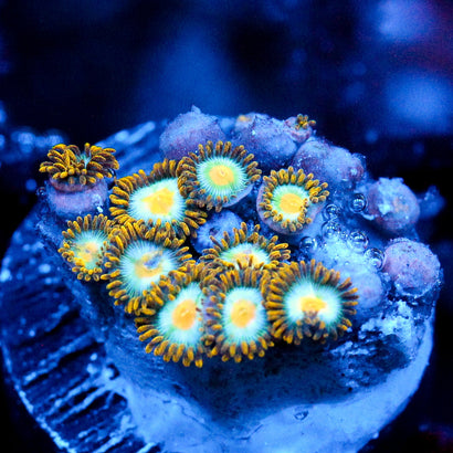 JC Saturn Zoanthid