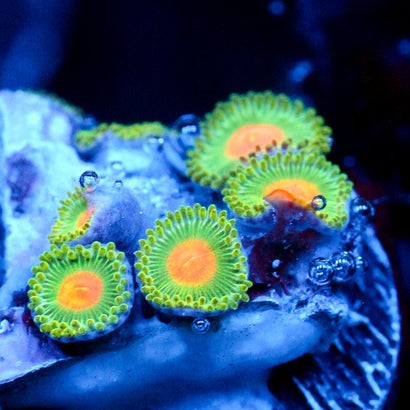 JC Irish Splash Zoanthid