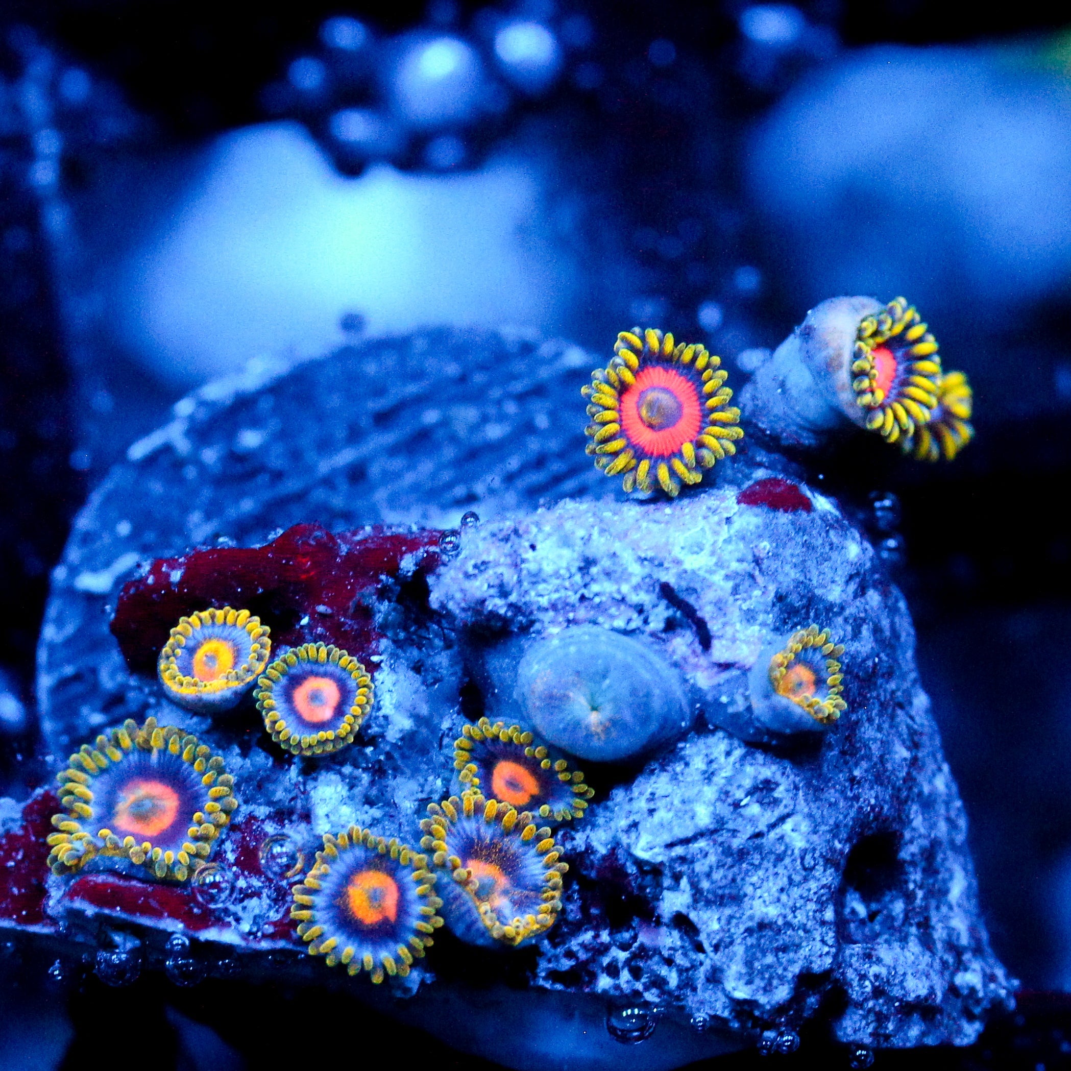 JC Fireworks Zoanthid