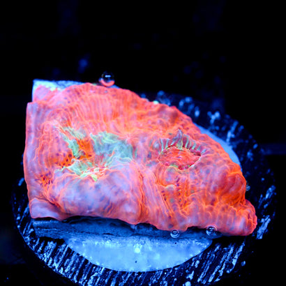JC Orange Radiance Chalice