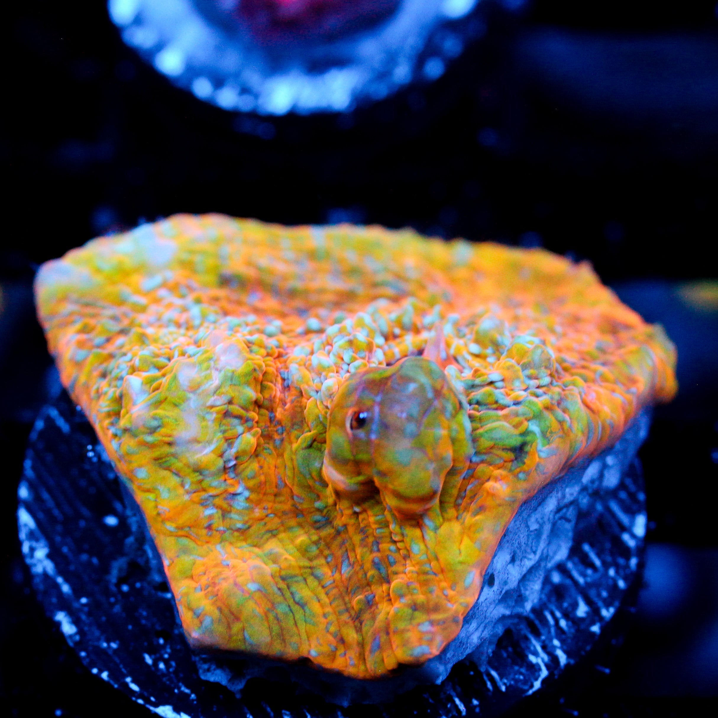 JC Pythons Breath Chalice