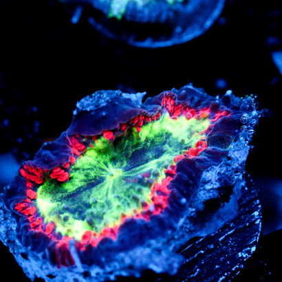 JC Nebula Core Blasto