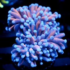shopify auction