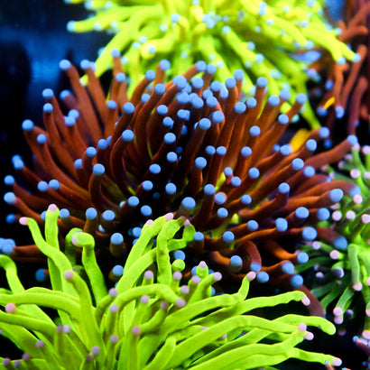 JC Ultra NYK 2 Heads