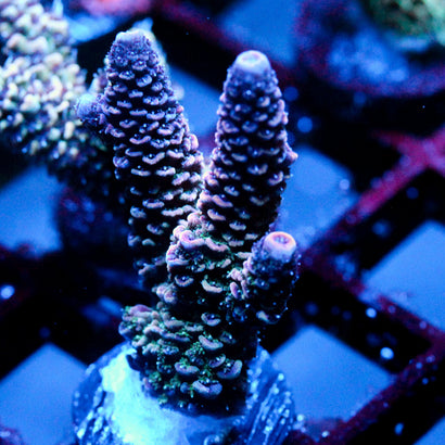 JC Purple Tide