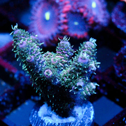 JC Purple Passion XL