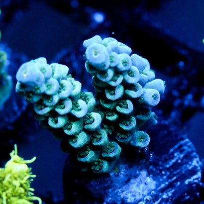 JC Ice Caps