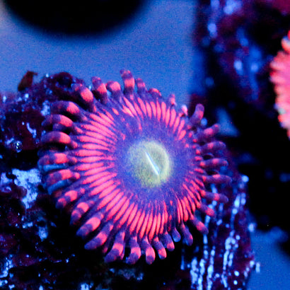 JC Valentine's Blurr Zoanthid
