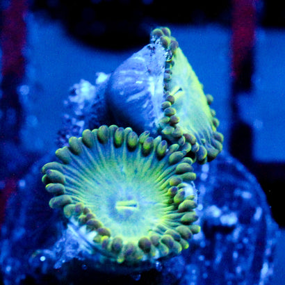 JC Lady Liberty Zoanthid