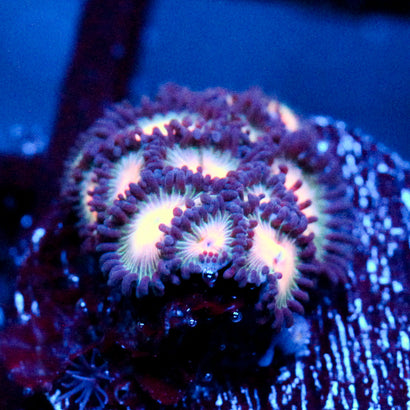JC Peach Bellini Zoanthid