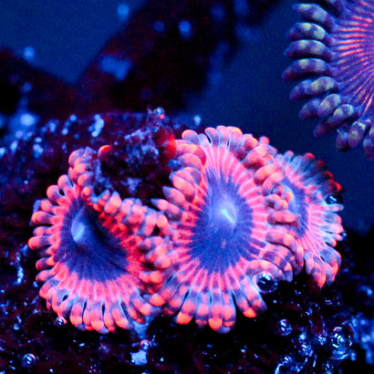 JC Typhloshion Zoanthid