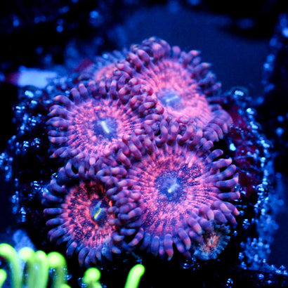JC Amber Bliss Zoanthid