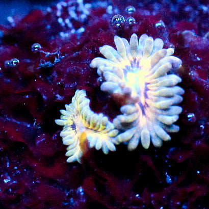 JC Blue Seam Zoanthid