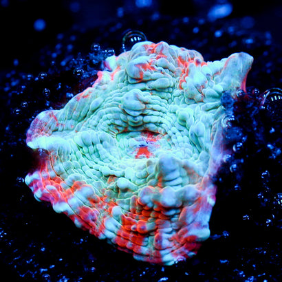 JC Miami Beach Rainbow Chalice