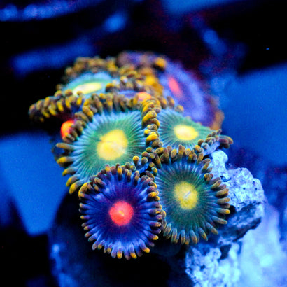 JC Zoa Mashup Cluster