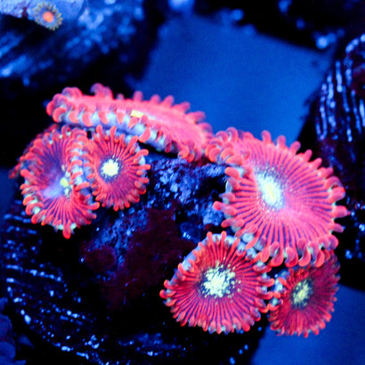 JC Magician's Zoanthid