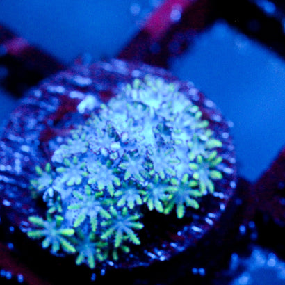 JC Sympodium Coral