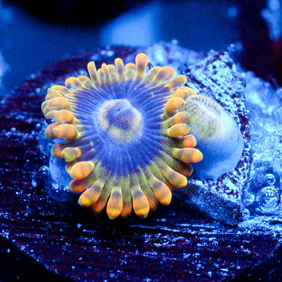 JC Rainbow Yoda Zoanthids