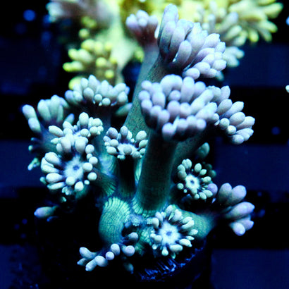 JC Tortoise Goni