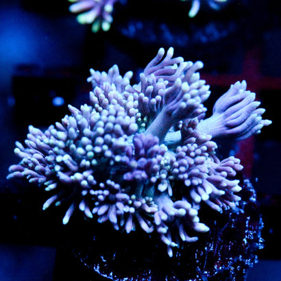 JC Witches Finger's goni