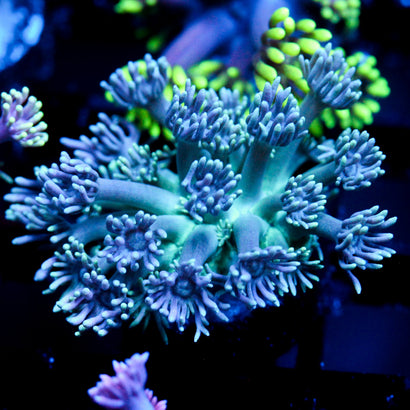 JC Beachy Breeze Goni