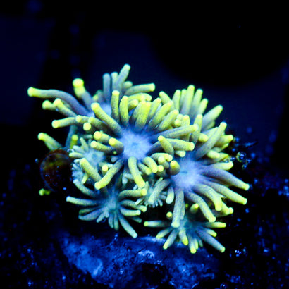 JC Neon Aura Goni