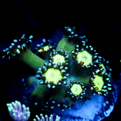 JC Cobalt Greed Goni