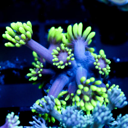 JC Alien Abduction Goni