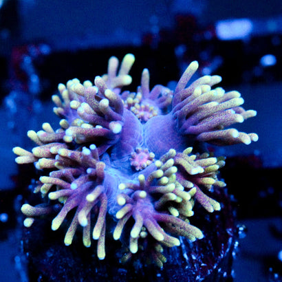 JC Ultra Rainbow Latte goni