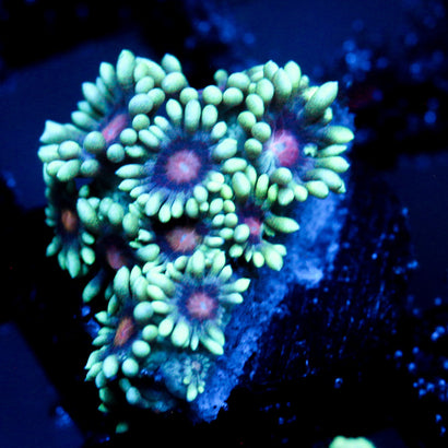 JC Phantasmic Flowers Goni