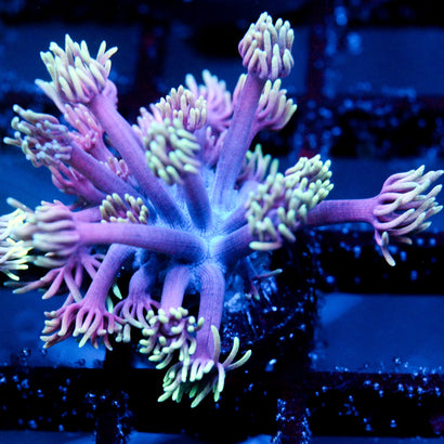 JC Aura Eruption Goni