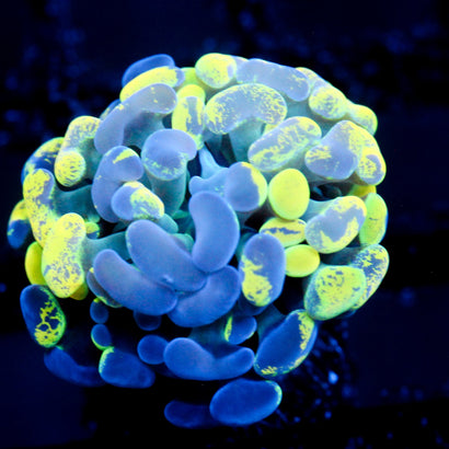 JC Ultra Splatter Hammer