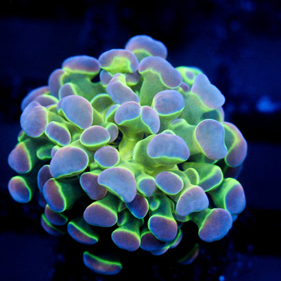 JC Ultra Hologram Hammer