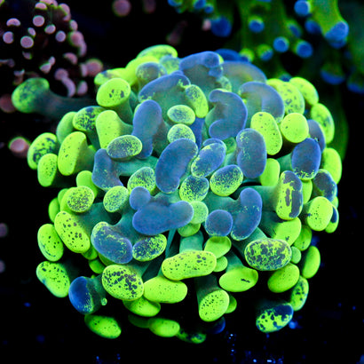 JC Neon Splatter Hammer