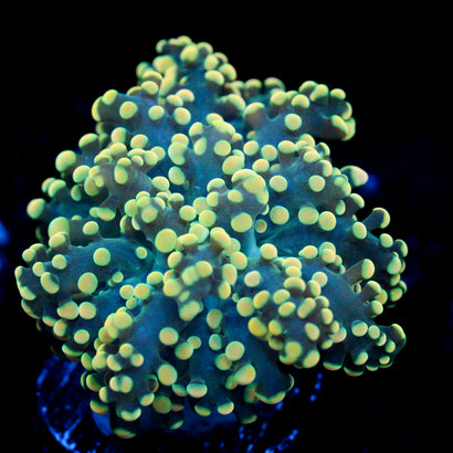 JC Neon Yellow Octo