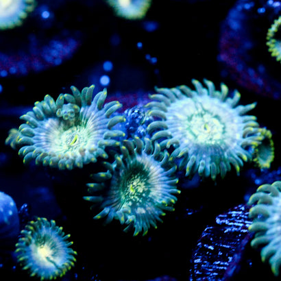 JC Hawaiian Ding Dang Zoanthid