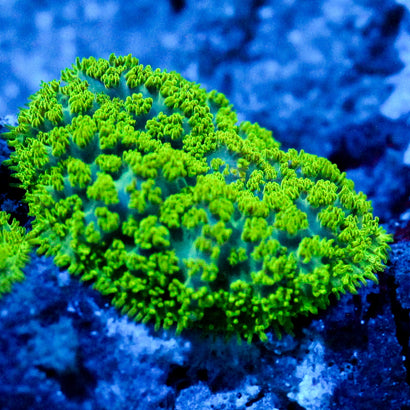 JC Neon Green Rhodactis