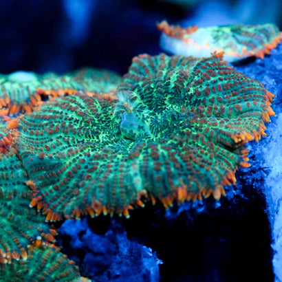 JC Brisk Breath Rhodactis