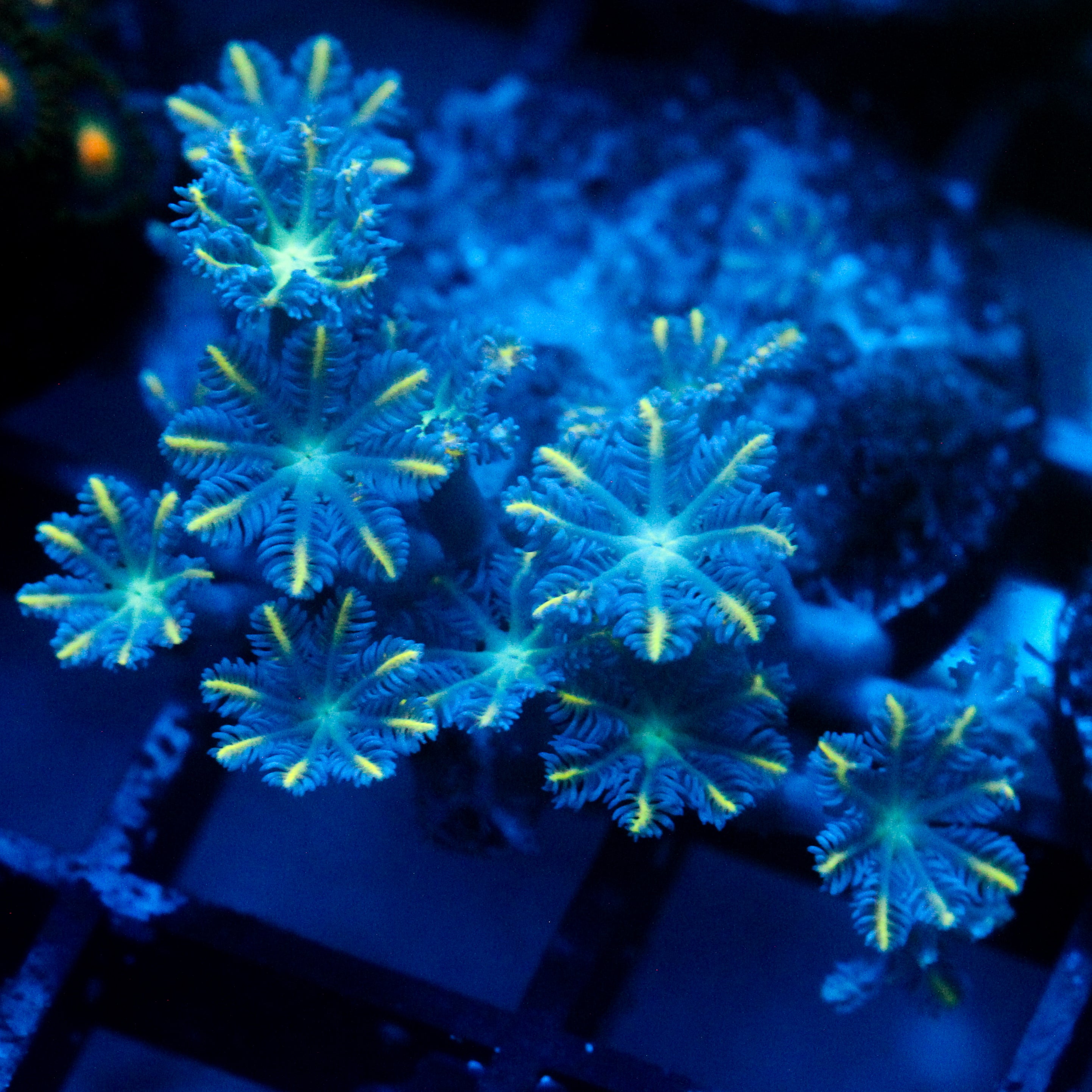 JC Orange Tip Clove Polyp