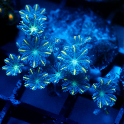 JC Orange Tip Clove Polyp