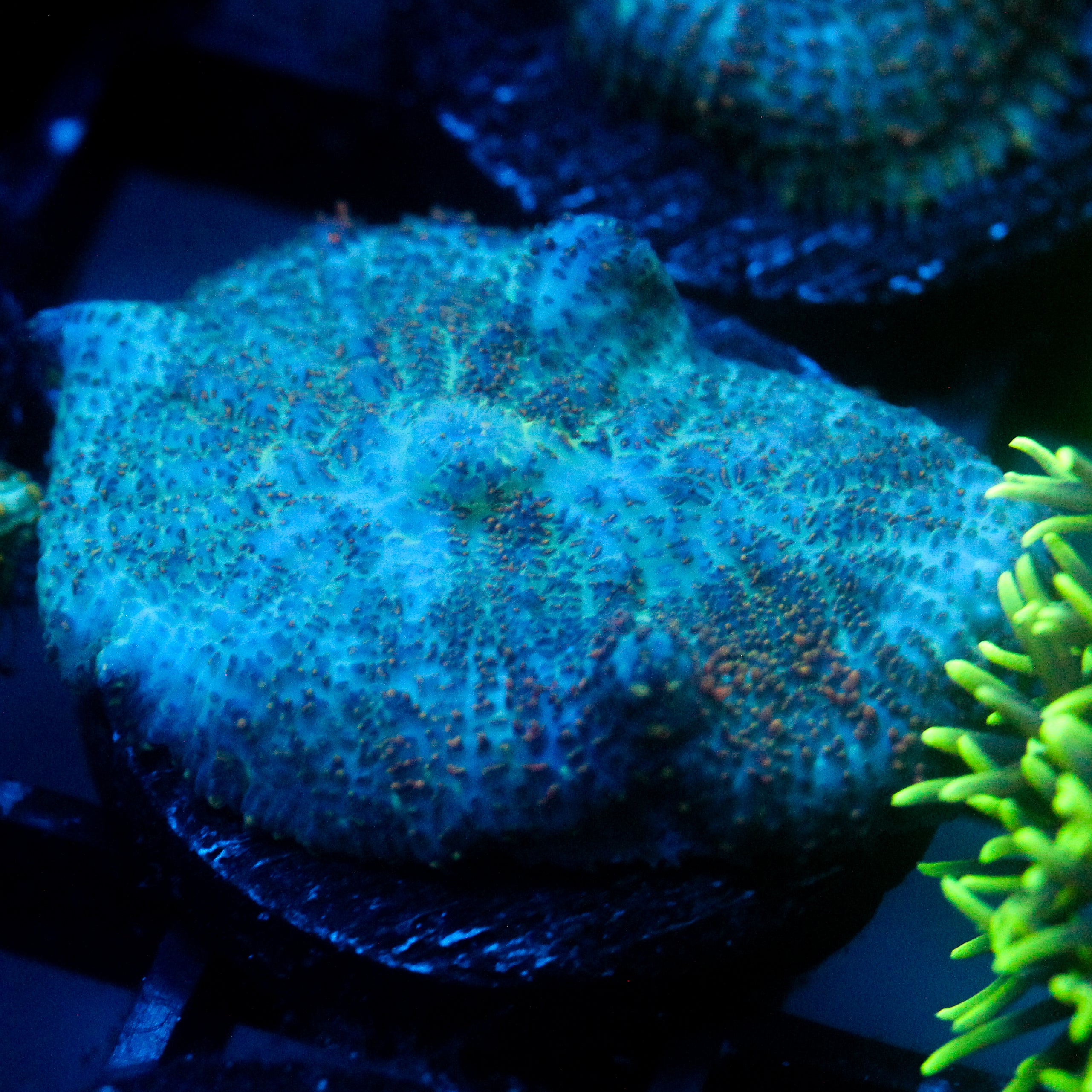 JC Cuprum Calamity Rhodactis