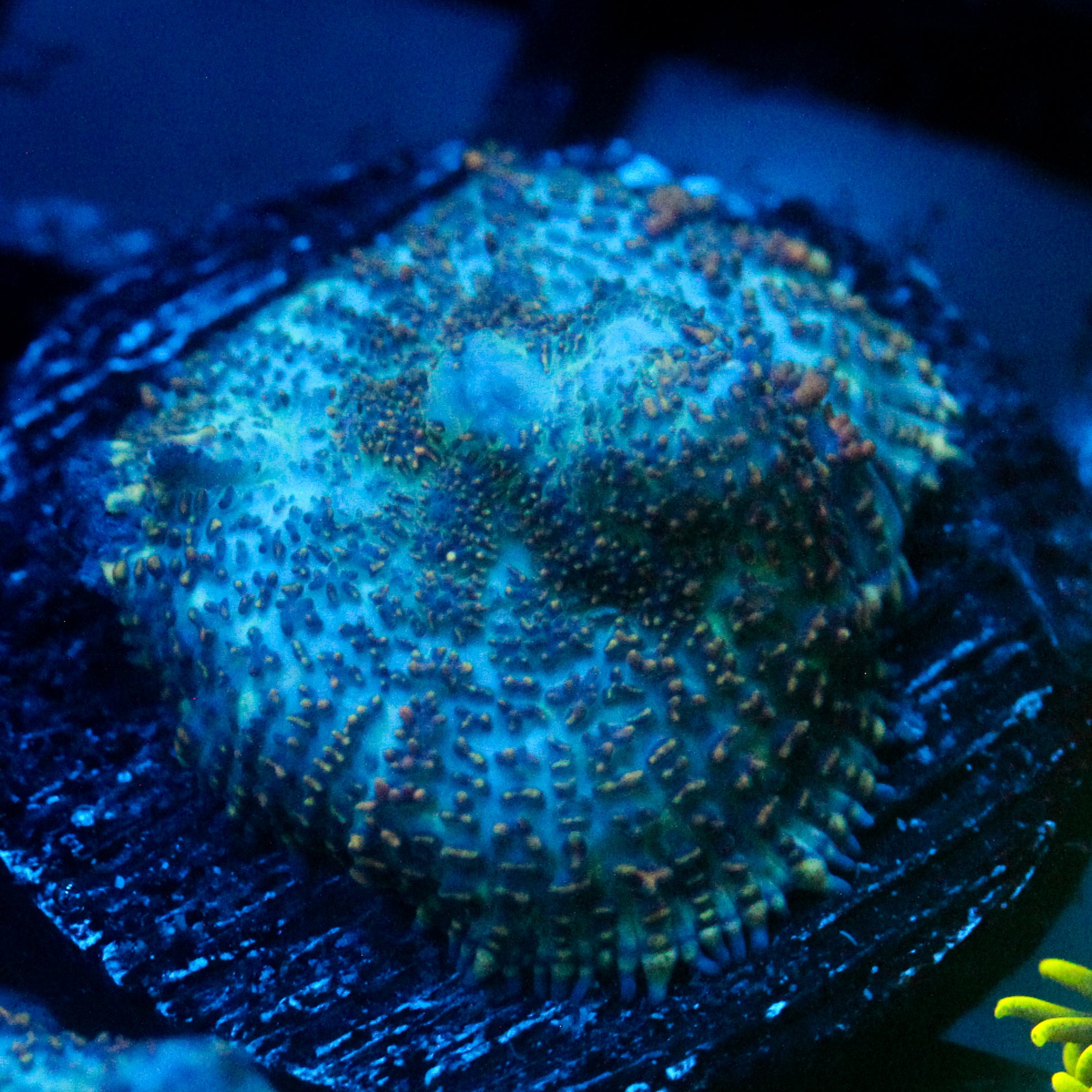 JC Cuprum Calamity Rhodactis