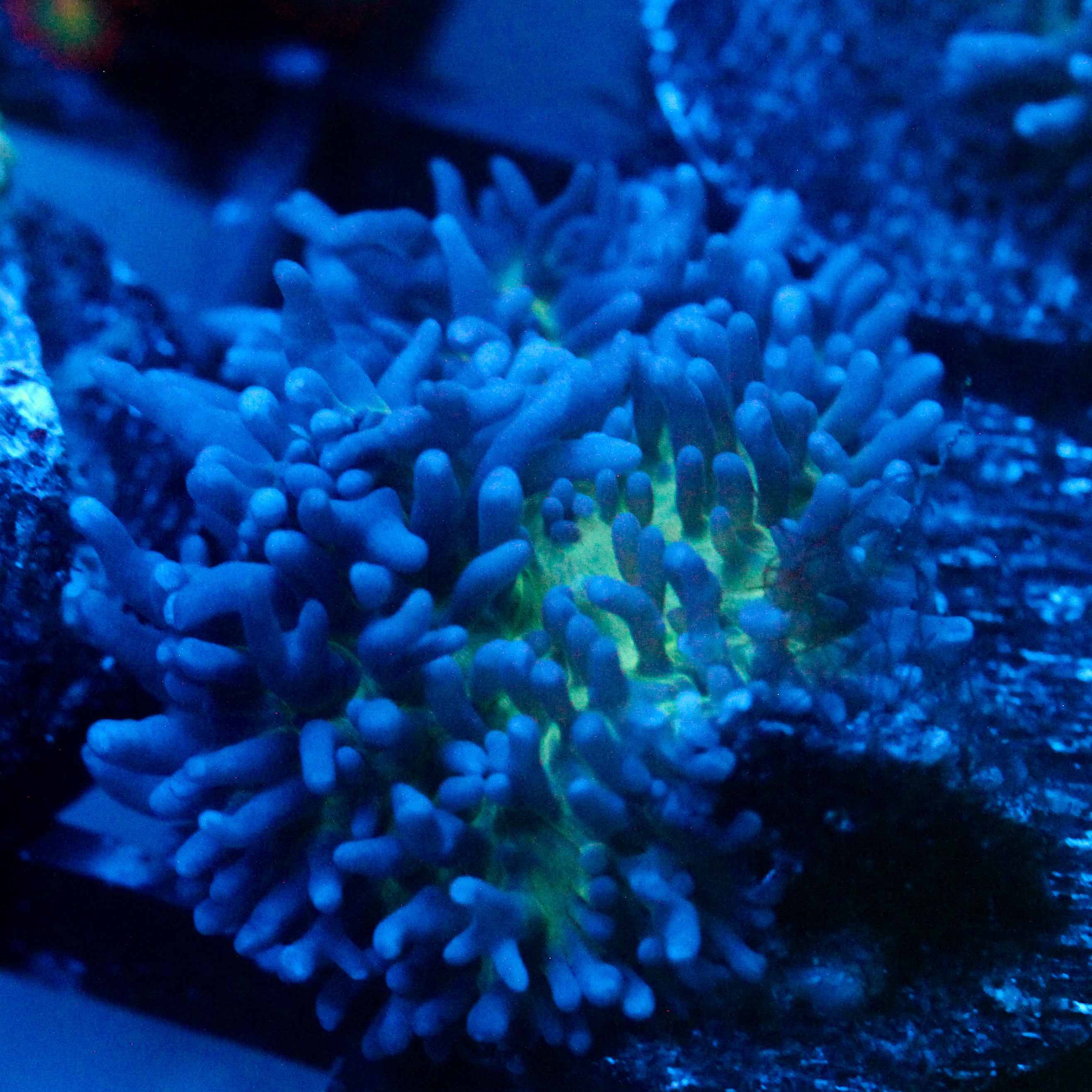 JC Fuzzy Mushroom