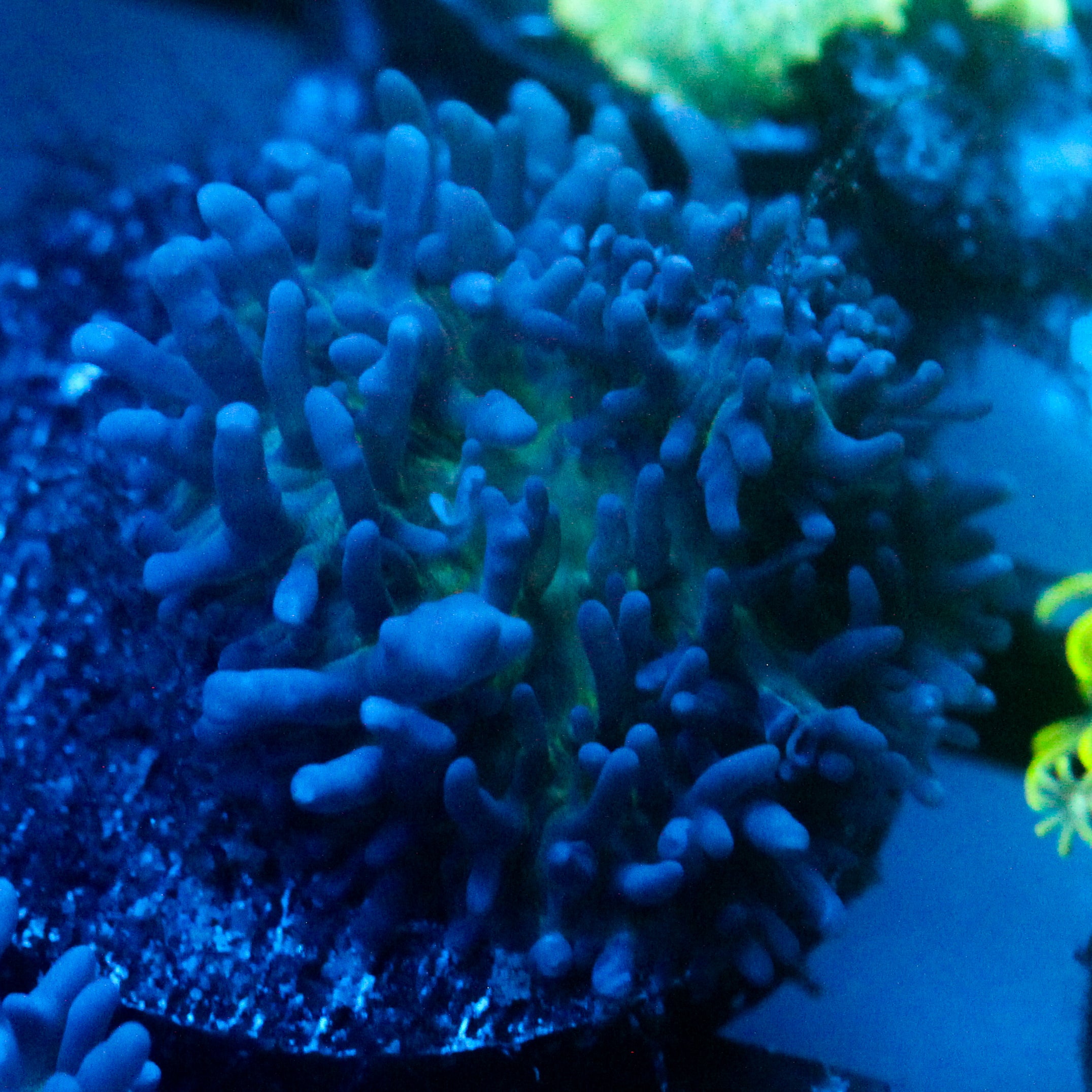 JC Fuzzy Mushroom