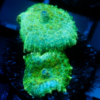JC Lush Mesa Rhodactis