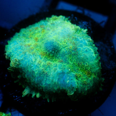 JC Lush Mesa Rhodactis