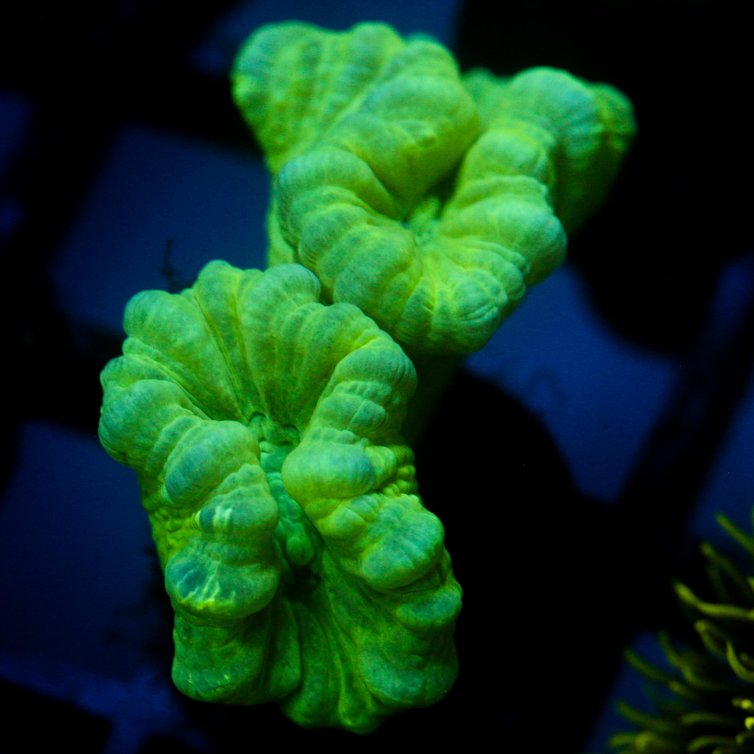 JC Neon Trumpet Coral