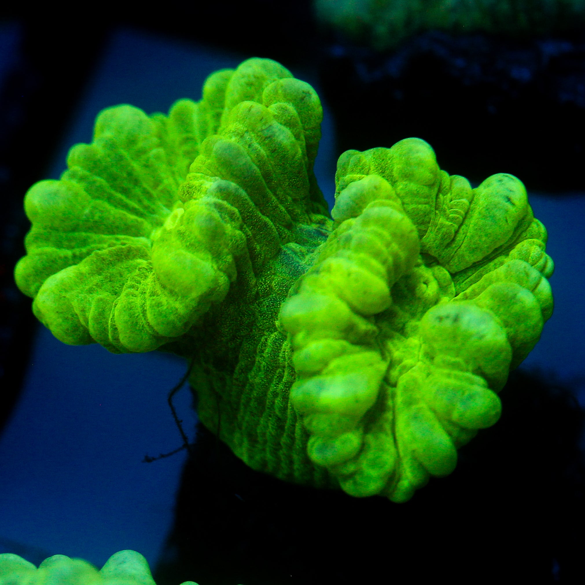 JC Neon Trumpet Coral